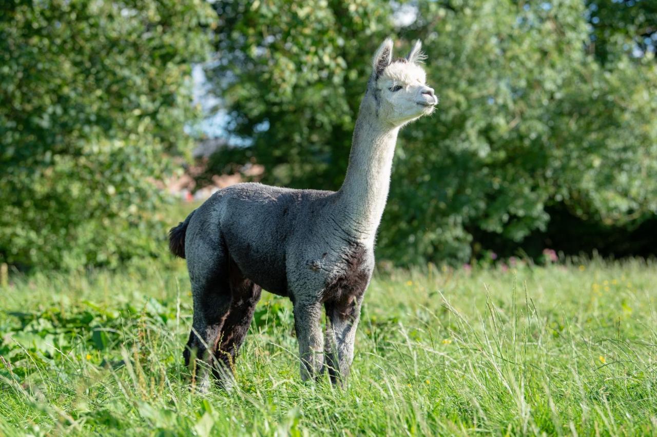 Alpaca Fold Vila Preston  Exterior foto