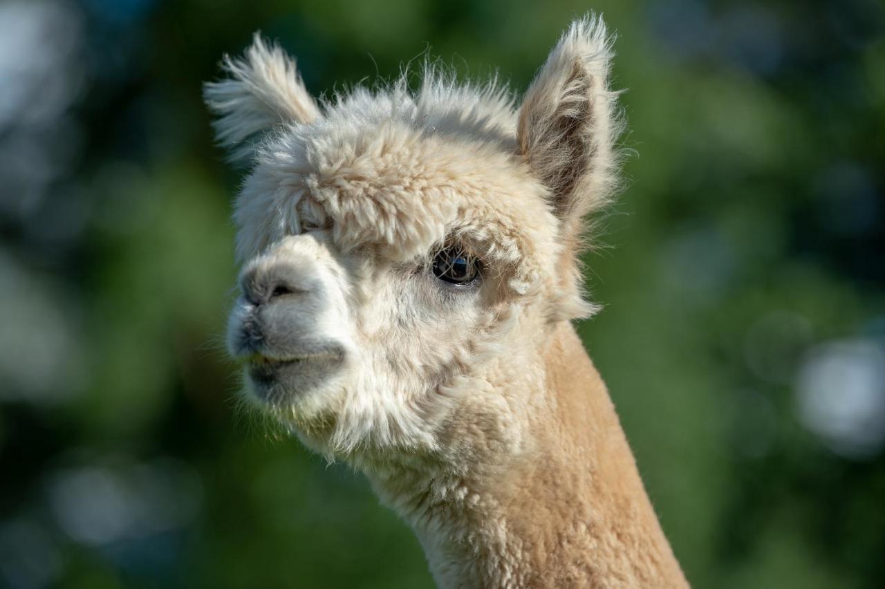 Alpaca Fold Vila Preston  Exterior foto
