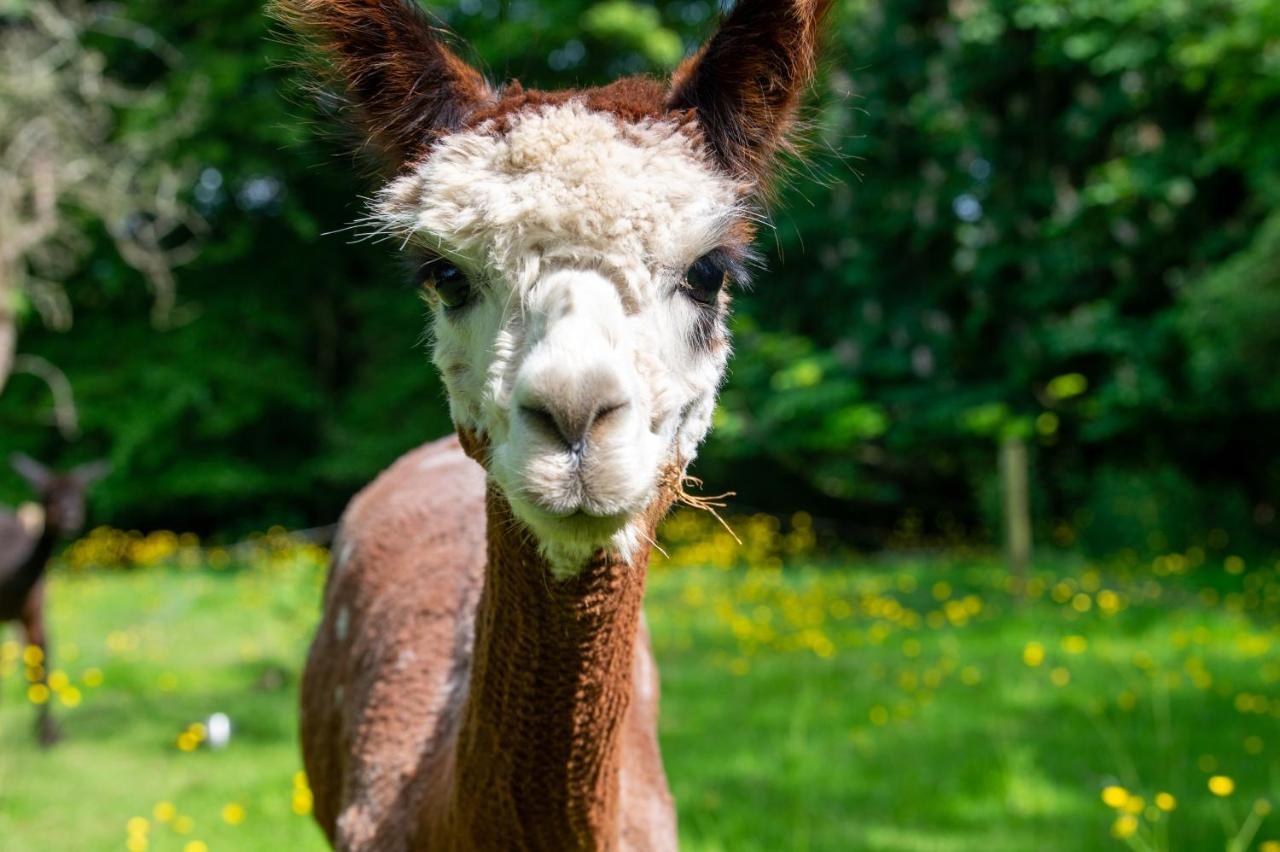 Alpaca Fold Vila Preston  Exterior foto